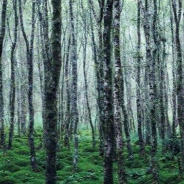 Der schmale Grat, im Wald der Nachhaltigkeit.